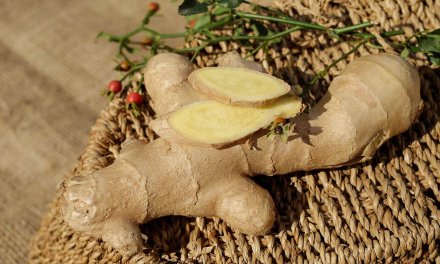 Plantas curativas y medicinales con las que deberías rodearte
