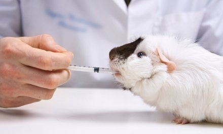 China se prepara para dar un gran paso en el no uso de cosméticos probados en animales