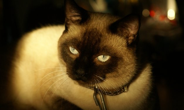 Descubre como los gatos te protegen de las malas energías y los malos espíritus