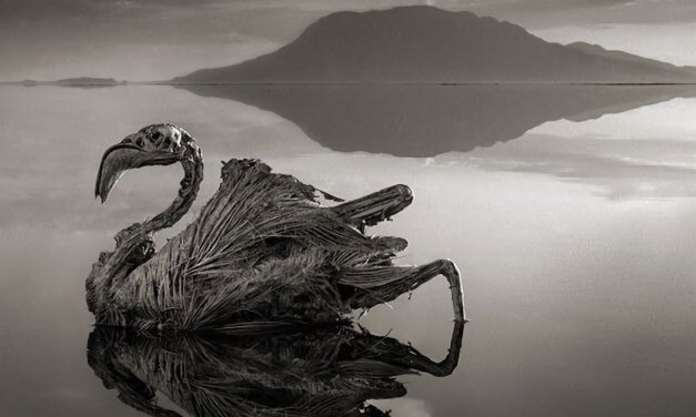 El espeluznante lago que petrifica a sus víctimas