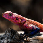 El Lagarto de Spider-Man: la sorprendente criatura real de África