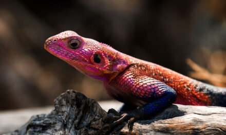 El Lagarto de Spider-Man: la sorprendente criatura real de África